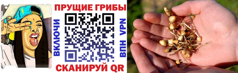 Псилоцибиновые грибы Cubensis  Белинский 